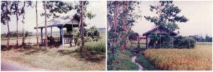 Gubuk tempat jenazah Marsinah ditemukan di wilayah Desa Jegong, Kecamatan Wilangan, Nganjuk, Jawa Timur. Foto diambil pada November 1993. (Foto: majalahsedane.org)
